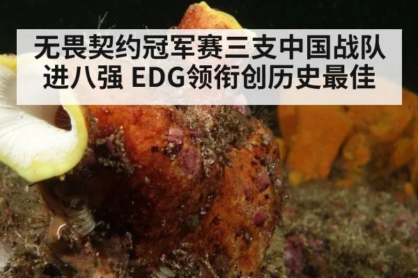 无畏契约冠军赛三支中国战队进八强 EDG领衔创历史最佳